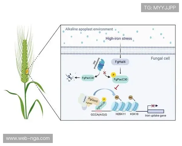 黒木优子团队揭示汉堡适应性训练低温环境模拟提升气候适应能力